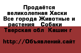 Продаётся великолепная Хаски - Все города Животные и растения » Собаки   . Тверская обл.,Кашин г.